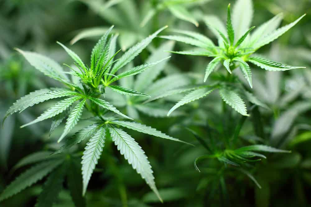 Cannabis leaf image